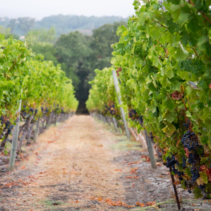 Pickberry Vineyards, >Sonoma Mountain AVA